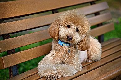 《罪恶装备：奋战》新角色“A.B.A”玩法入门指南